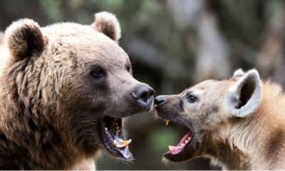 Was Russland tun könnte